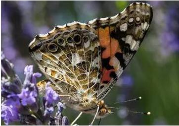 蝴蝶英语怎么说呢 2016121414335270486.jpg